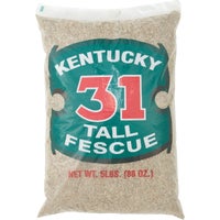 16205 Barenbrug Kentucky 31 Tall Fescue Grass Seed