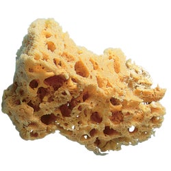 Item 778672, The Trimaco SuperTuff Grass Sea Sponge is ideal for faux finishing, 
